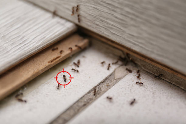 Best Cockroach Control Services  in Moravian Falls, NC