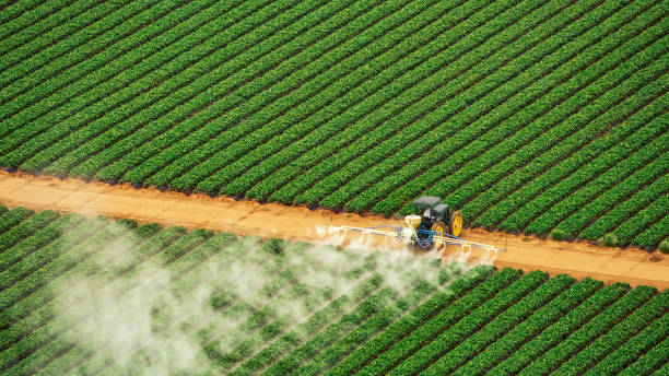 Best Termite Control Services  in Moravian Falls, NC