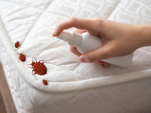 Best Insect Control  in Moravian Falls, NC
