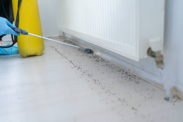 Best Exterminator Services  in Moravian Falls, NC