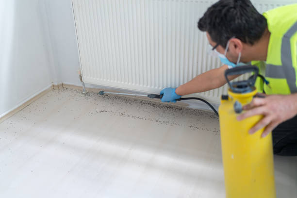 Best Flea Control Services  in Moravian Falls, NC